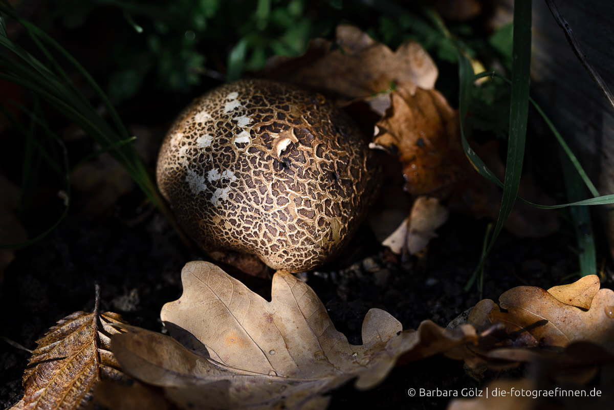 Die Webseite des jungen Werthers